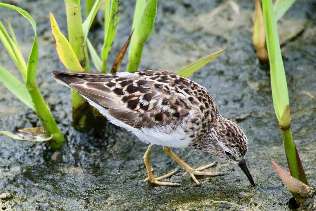 Least Sandpiper (Calidris minutilla) by cv.vick is licensed under CC BY-NC-ND 2.0.